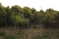 长泾苗木基地展示(6)