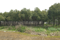 横沥苗木基地(1)