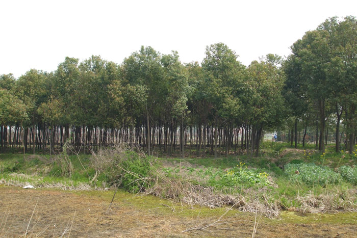 横沥苗木基地(1)