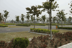 东林苗木基地(1)