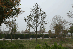 东林苗木基地(3)