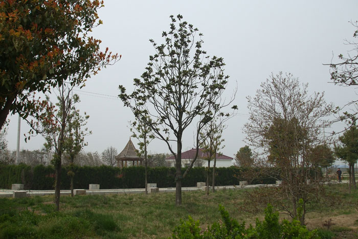东林苗木基地(3)