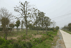 东林苗木基地(4)
