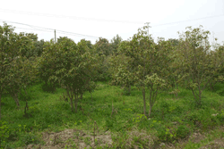 东林苗木基地(5)