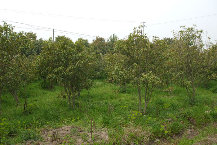 东林苗木基地(5)