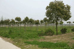 东林苗木基地(6)