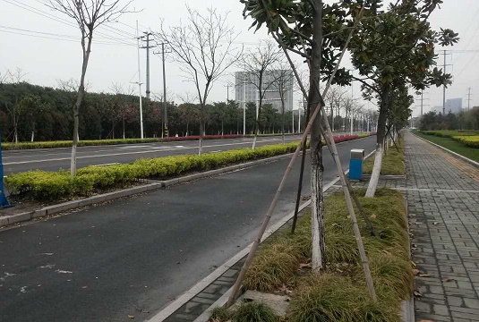 娄江路绿化改造工程