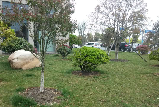 浏河长江东路两侧绿化工程