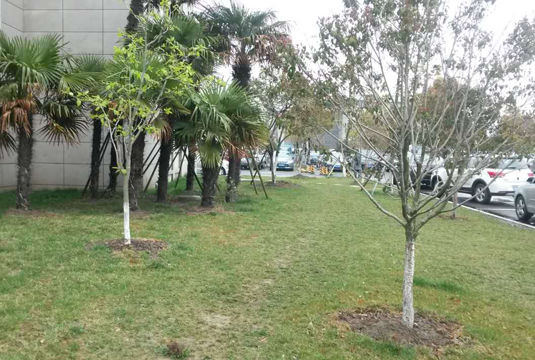 浏河闸北小区绿化工程
