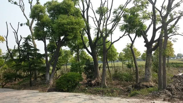 何桥基地展示(1)