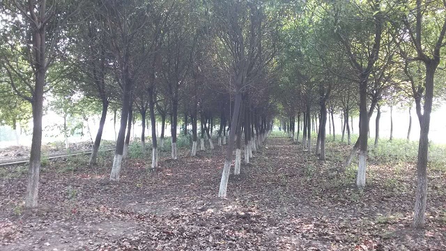 何桥基地展示(4)